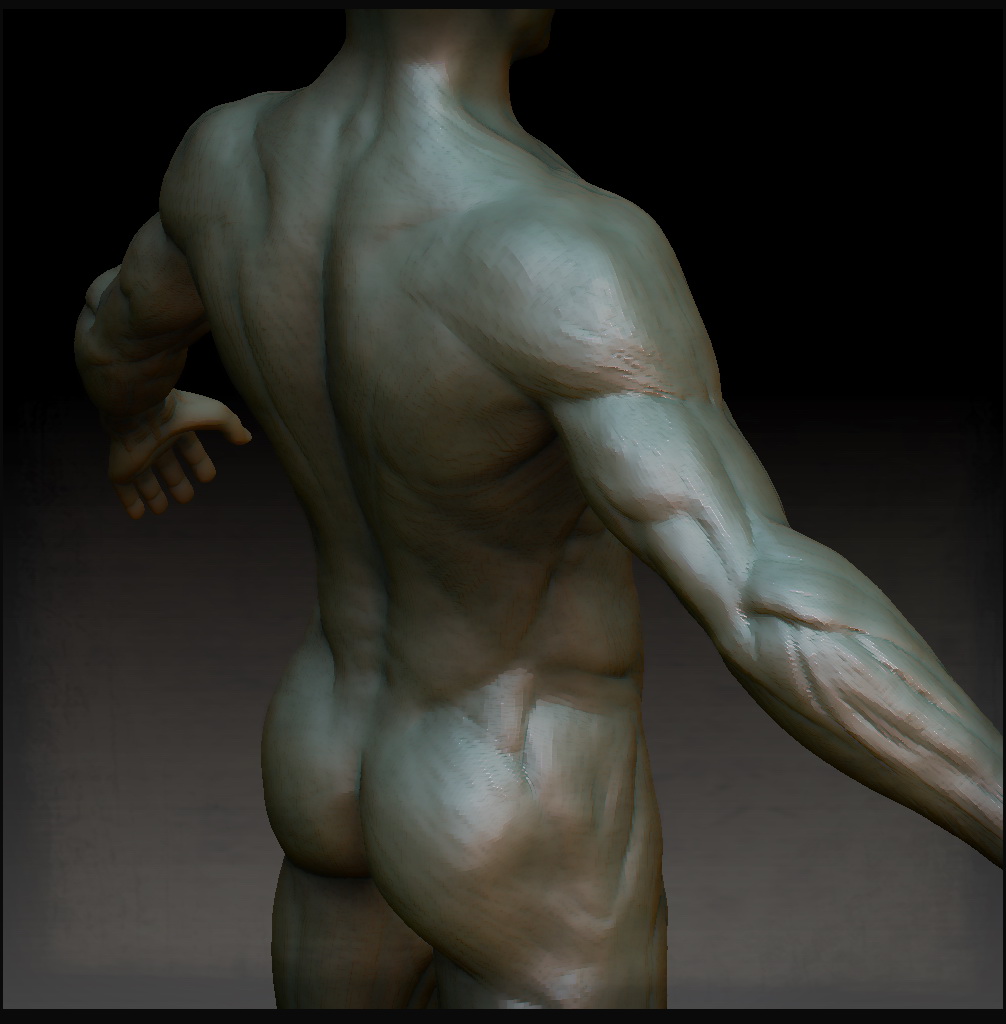 Joachim Kelz - Male Anatomy Study