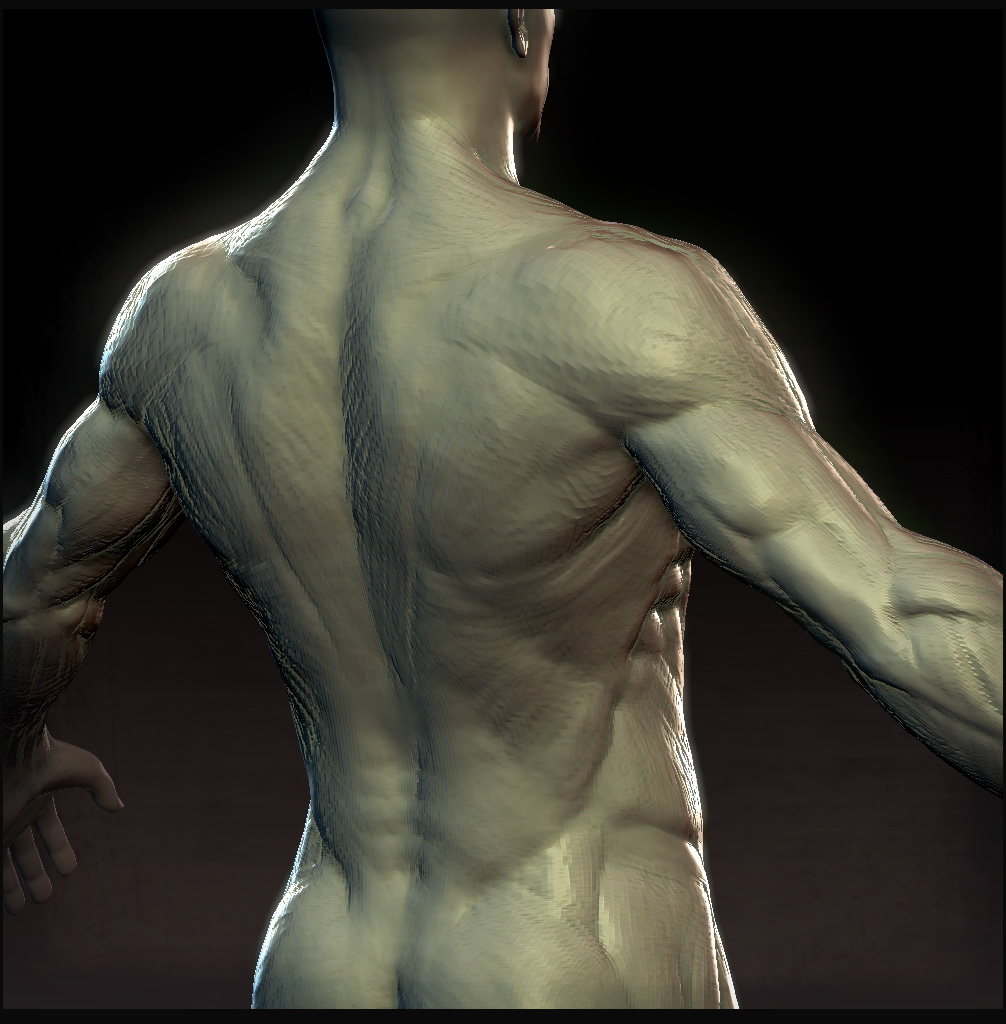 Joachim Kelz - Male Anatomy Study