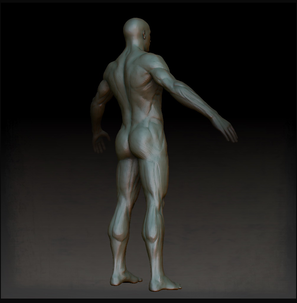 Joachim Kelz - Male Anatomy Study